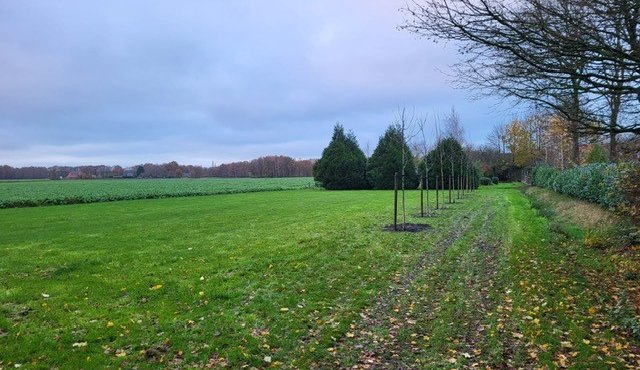 afbeelding erf met bomen