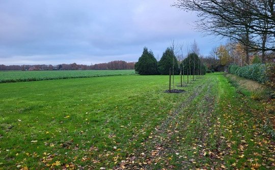 afbeelding erf met bomen