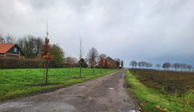 Afbeelding erf met bomen